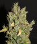 CBD Auto 20:1 fem (FastBuds) семена конопли