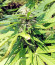 Eleven Roses Early Version fem (Delicious Seeds) семена конопли