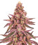 Glue Cookies fem (AlphaFem Seeds) семена конопли