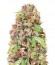 Super Mazar fem (Victory Seeds) семена конопли