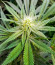 Kush Mintz fem (Barney's Farm) семена конопли
