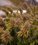 Sour Strawberry fem (Barney's Farm) семена конопли