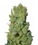 West Coast O.G. Auto fem (FastBuds) семена конопли