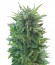 Blue Cheese Auto fem (Barney's Farm) семена конопли