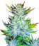 Moscow Blueberry (Kalashnikov Seeds) семена конопли
