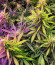 Northern Lights Auto fem (Herbies Seeds) семена конопли