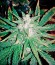 Northern Light X Big Bud fem (World of Seeds) семена конопли