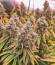 Sour Strawberry fem (Barney's Farm) семена конопли