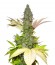 White Widow reg (Nirvana Seeds) семена конопли