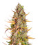 Wedding Cheesecake FF fem (FastBuds) семена конопли