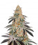 Семена сорта Dark Phoenix fem (Green House Seeds)
