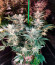 Monster Zkittles (Monster Genetics) семена конопли