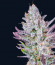 Wedding Glue Auto fem (FastBuds) семена конопли