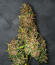 Cherry Cola Auto RF3 fem (FastBuds) семена конопли