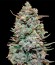 Cookies Kush fem семена конопли
