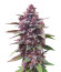 Diablo Rojo XL Auto fem (Sweet Seeds) семена конопли