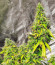 Glue Gelato Auto fem (Barney's Farm) семена конопли