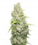 Bcn Sour Diesel fem семена конопли