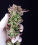 Strawberry Banana Auto fem (FastBuds) семена конопли
