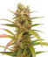 HulkBerry Automatic fem (RQS) семена конопли