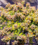 Chem Cookies fem (AlphaFem Seeds) семена конопли