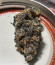Dozy Breath fem (AlphaFem Seeds) семена конопли