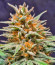 Z-Up Auto fem (FastBuds) семена конопли