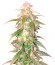 Quarter Pounder Autoflower fem (Easy Grow Seeds) семена конопли