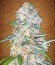 Blue Dream auto fem (FastBuds Seeds) семена конопли