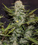 Smoothie Auto fem (FastBuds) семена конопли
