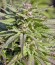 Biddy Early reg (Serious Seeds) семена конопли