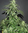 CBD Auto 20:1 fem (FastBuds) семена конопли