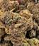 Easy Runtz Autoflower fem (Easy Grow Seeds) семена конопли