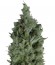 Wendy Auto fem (Trikoma Seeds) семена конопли