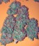 Auto Daiquiri Lime fem (Dutch Passion) семена конопли