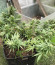 Critical Neville Haze Auto fem (Delicious Seeds) семена конопли