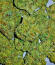 Ghost Train Haze fem (Seedkeepers) семена конопли