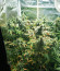Lemon Pie Auto fem (FastBuds) семена конопли
