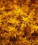 Sweet Black Angel fem (Samsara Seeds) семена конопли
