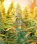 Dedoverde Haze fem семена конопли