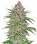 Strawberry Pie Auto fem (FastBuds) семена конопли