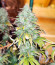 Wedding Cake fem (Barney's Farm) семена конопли