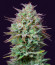 Kosher Cake Auto fem (FastBuds) семена конопли