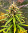 Lemon Drizzle fem (Barney's Farm) семена конопли