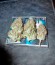 Mazar X Great White Shark fem (World of Seeds) семена конопли