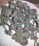 Amherst Sour Diesel fem каннабис