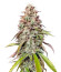 Gorilla Melon fem (FastBuds) семена конопли