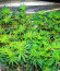 San Bacio Burger fem (Advanced Seeds) семена конопли