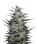 Amnesia Molotov (Kalashnikov Seeds) семена конопли