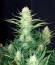 Bruce Banner Auto fem семена конопли